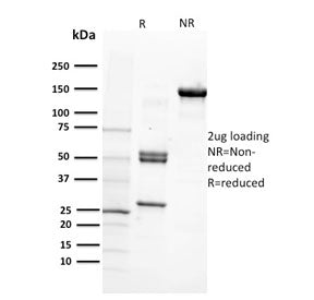 SDS-PAGE analysis of purified, BSA-free CD29 antibody (clone 12G10) as confirmation of integrity and