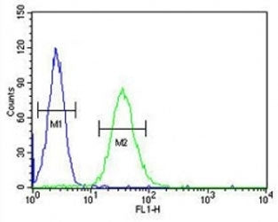 CD80 antibody flow cytometric analysis of HL-60 cells (right histogram) compared to a negative contr