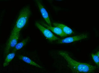 GSDMD Antibody / Gasdermin D