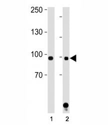 STAT1 antibody western blot analysis in (1) HeLa and (2) Jurkat lysate. Predicted molecular weight: 