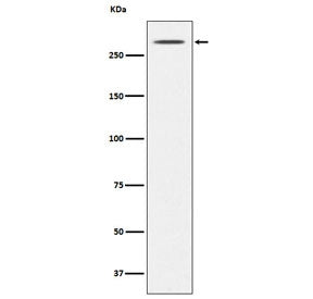 Western blot testing of mouse thyroid lysate with Thyroglobulin antibody. Predicted molecular weight