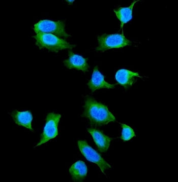 IF/ICC staining of FFPE human U-2 OS cells with Galectin 1 antibody (green) at 2ug/ml and DAPI nucle