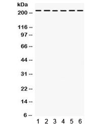 Integrin alpha 4 Antibody / ITGA4