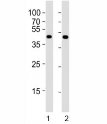 Pou5f1 Antibody