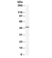 Western blot testing of Daudi lysate with APOBEC3G antibody at 0.5ug/ml. Predicted molecular weight: