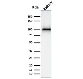 Western blot testing of human kidney lysate with CD10 antibody. Routinely visualized at ~100 kDa.