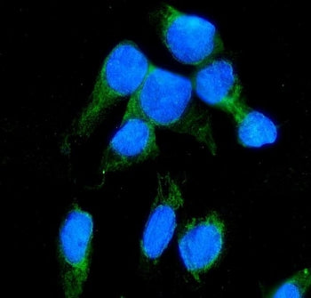 Immunofluorescent staining of FFPE human U-2 OS cells with NNT antibody (green) and DAPI nuclear sta