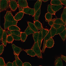 Immunofluorescent staining of human HeLa cells using SCXA antibody (green, clone PCRP-SCXA-2D11) and