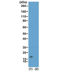 Western blot test of acid extracts of HeLa cells (1) and recombinant Histone H3.3 (2), using recombi