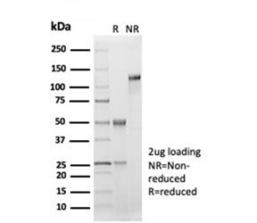 SDS-PAGE analysis of purified, BSA-free recombinant CD33 antibody (clone SIGLEC3/7046R) as confirmat
