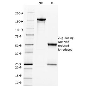 c-Myc Antibody