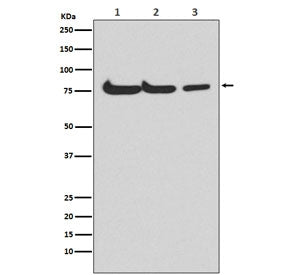 Western blot testing of 1) human HepG2, 2) mouse spleen and 3) rat kidney lysate with ATG7 antibody.