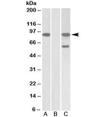 Western blot of HEK293 lysate overexpressing human NUMBL-MYC probed with NUMBL antibody [1ug/ml] in 