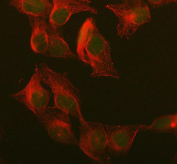 Immunofluorescent staining of FFPE human U-2 OS cells with UCHL3 antibody (green) and Alpha Tubulin 
