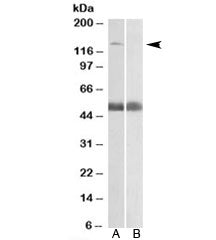 COPA Antibody