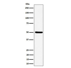 Western blot testing of human HeLa cell lysate with UBA3 antibody. Predicted molecular weight ~52 kD