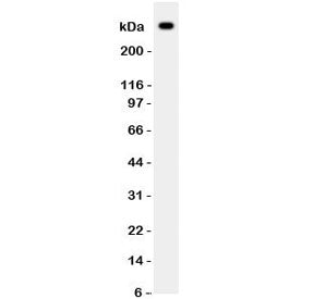 VWF Antibody