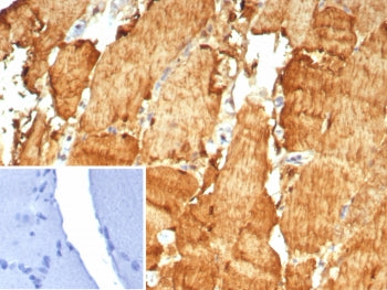 CA3 Antibody / Carbonic Anhydrase III