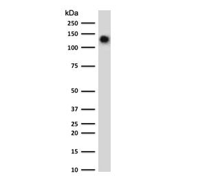 Western blot testing of human spleen lysate with CD68 antibody (clone CDLA68-3R). Expected molecular