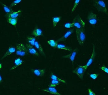 Immunofluorescent staining of FFPE human A549 cells with ANGPT2 antibody (green) and DAPI nuclear st