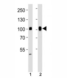SP1 Antibody