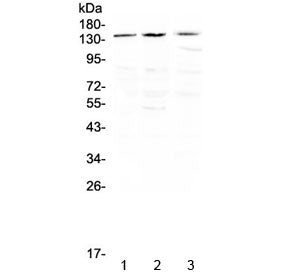 TrkA Antibody