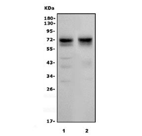 Western blot testing of 1) mouse brain and 2) rat brain with SHISA7 antibody. Predicted molecular we