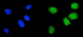 Cyclin A1 Antibody / CCNA1