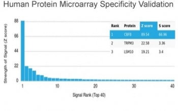 Analysis of HuProt(TM) microarray containing more than 19,000 full-length human proteins using CBF b