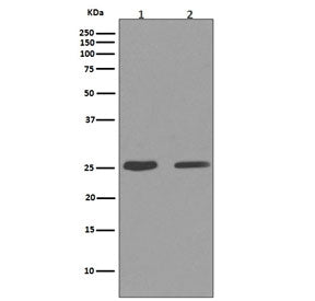 Cleaved PARP1 Antibody