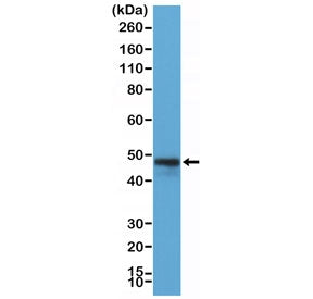 Western blot testing of Raji cell lysate with recombinant CD79a antibody at 1:200 dilution. Expected