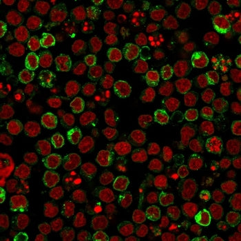 HLA-DRB1 Antibody (MHC II)