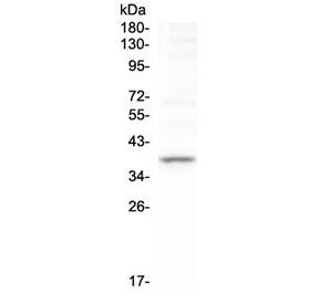 Western blot testing of human U-2 OS cell lysate with TAL1 antibody at 0.5ug/ml. Predicted molecular