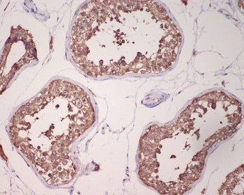 IHC staining of FFPE human testis tissue with GRP78 BiP antibody. HIER: boil tissue sections in pH6,
