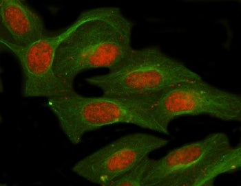 NUFIP1 Antibody / Nuclear FMR1-interacting protein 1