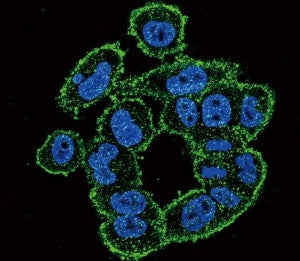 UPA Antibody