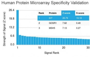 Analysis of HuProt(TM) microarray containing more than 19,000 full-length human proteins using CD117
