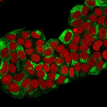 Immunofluorescent staining of PFA-fixed human MCF7 cells with pS2 antibody (clone TFF1/2133, green) 