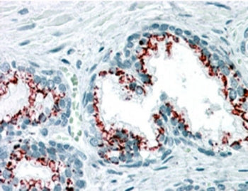 IHC staining of FFPE human prostate with GOLPH2 antibody at 3.75ug/ml. HIER: steamed with pH6 citrat