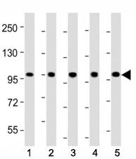 LGR5 Antibody (GPR49)