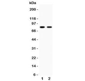 Western blot testing of MFN2 antibody and human samples 1: HeLa; 2: A549. Predicted molecular weight