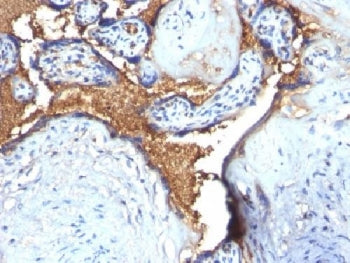 Glycophorin A Antibody