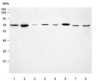 EHD4 Antibody / EH domain-containing protein 4