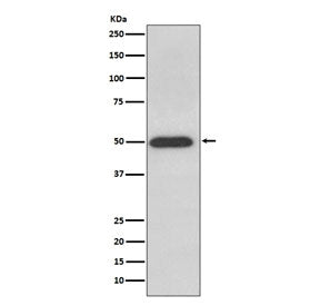 Western blot testing of human HeLa cell lysate with ATP5B antibody. Predicted molecular weight ~56 k