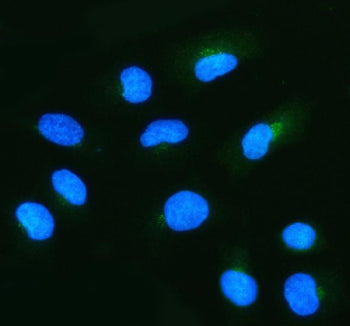 Immunofluorescent staining of NUDT9 using anti-NUDT9 antibody (green). NUDT9 was detected in an immu