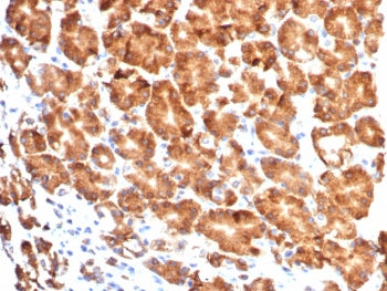 IHC staining of FFPE human stomach tissue with CD57 antibody (clone NK1/7565). HIER: boil tissue sec