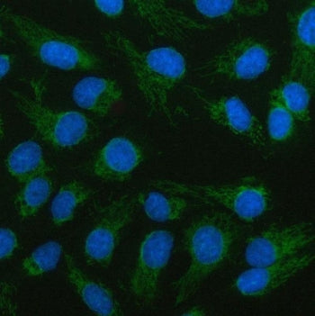 Immunofluorescent staining of FFPE human U-2 OS cells with LCMT2 antibody (green) and DAPI nuclear s