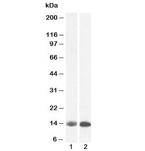 Western blot testing of 1) human liver and 2) pig liver lysate with FABP1 antibody at 0.1ug/ml. Pred