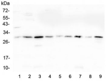 Western blot testing of 1) rat liver, 2) rat lung, 3) rat pancreas, 4) rat stomach, 5) mouse lung, 6