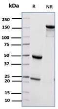 SDS-PAGE analysis of purified, BSA-free CD55 antibody (CD55/6795) as confirmation of integrity and p